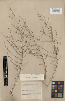 LE 00011715