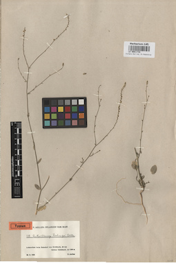 LE 00011734