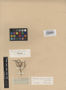 LE 00011735