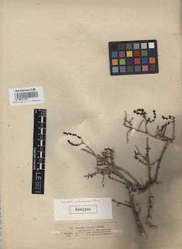 LE 00011743