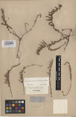 LE 00011747