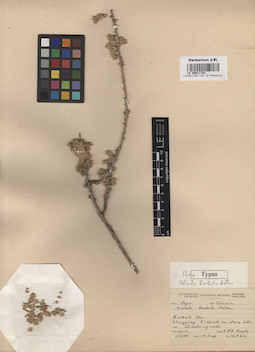 LE 00011783