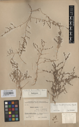 LE 00011785