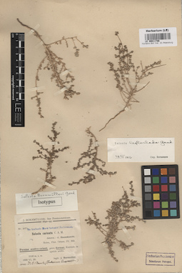 LE 00011786