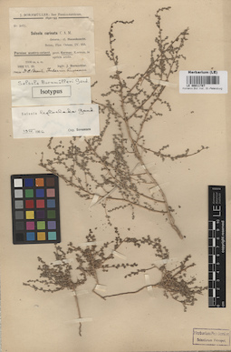 LE 00011787
