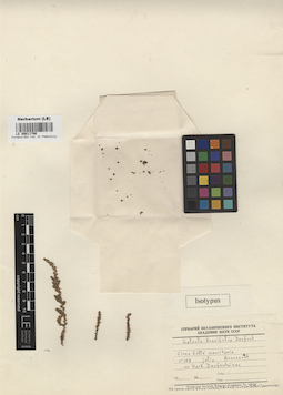 LE 00011790