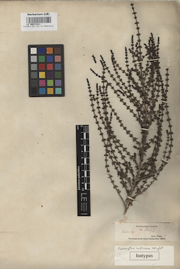 LE 00011811