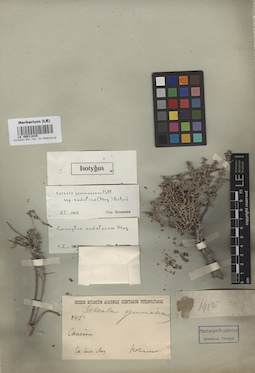 LE 00011815