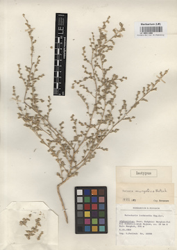 LE 00011868