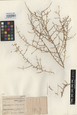 LE 00011876
