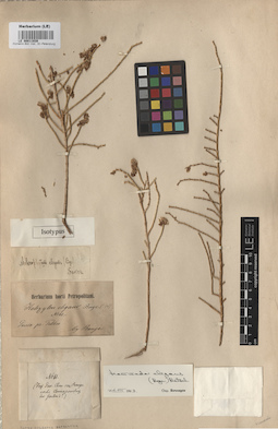 LE 00011939