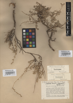 LE 00011954