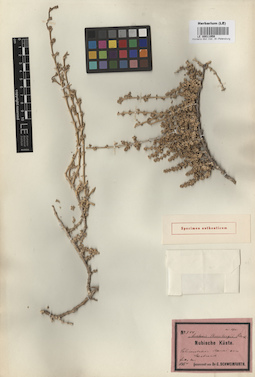 LE 00011959