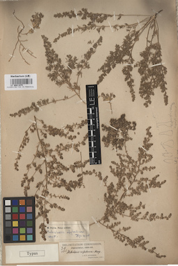 LE 00011975