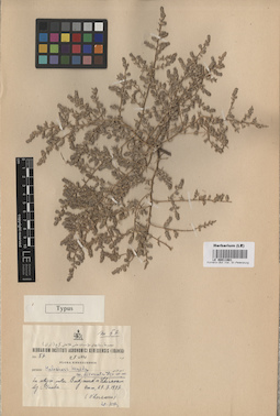 LE 00011981