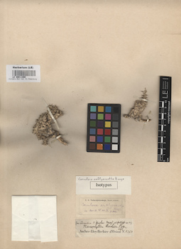 LE 00011990