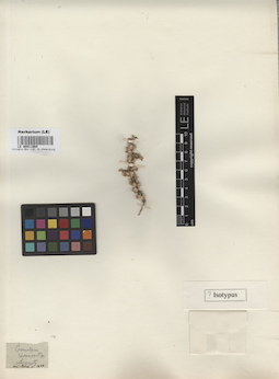 LE 00011994