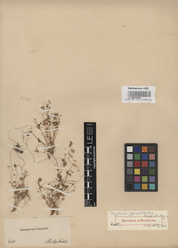 LE 00012036