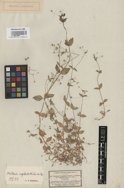 LE 00012055