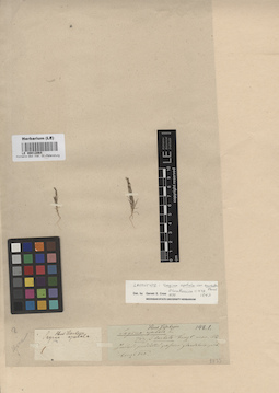 LE 00012064