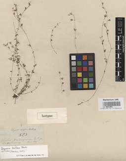 LE 00012081