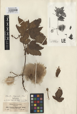 LE 00012183
