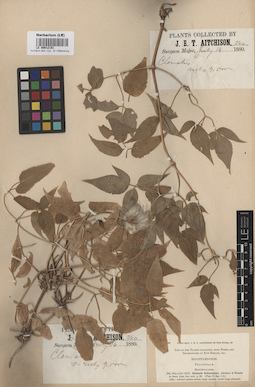 LE 00012191