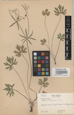 LE 00012252