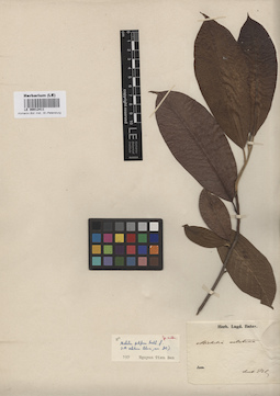 LE 00012411