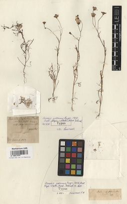 LE 00017975