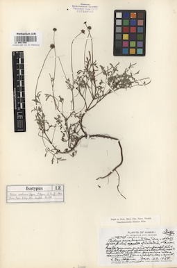 LE 00017993