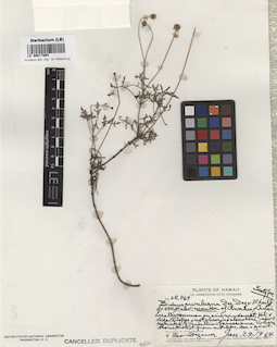 LE 00017994