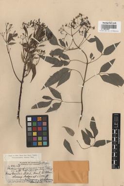 LE 00018007