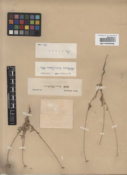 LE 00018025