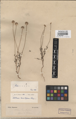 LE 00018026