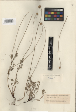 LE 00018027