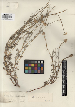 LE 00018032