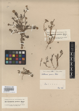 LE 00018038