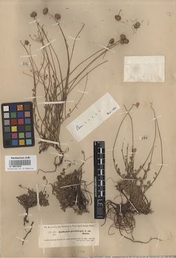 LE 00018039