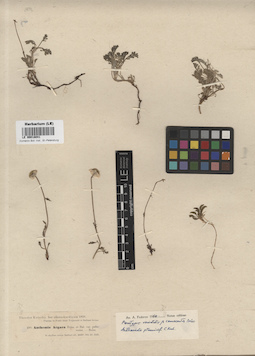 LE 00018041