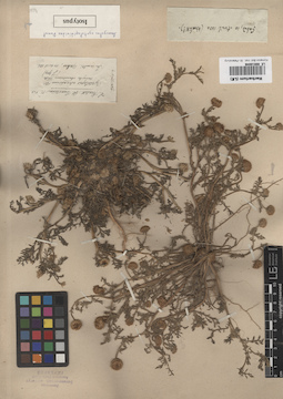 LE 00018046
