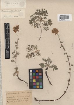 LE 00018059