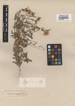 LE 00018062