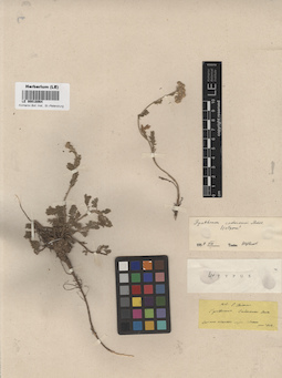 LE 00018064