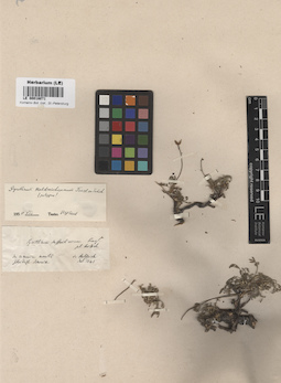 LE 00018071