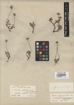 LE 00018082