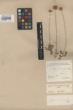 LE 00018085
