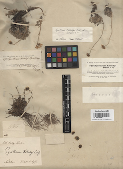 LE 00018090
