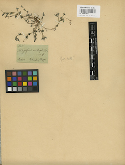 LE 00002477