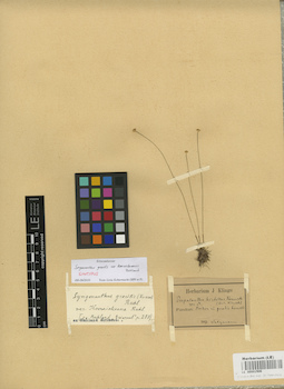 LE 00002906